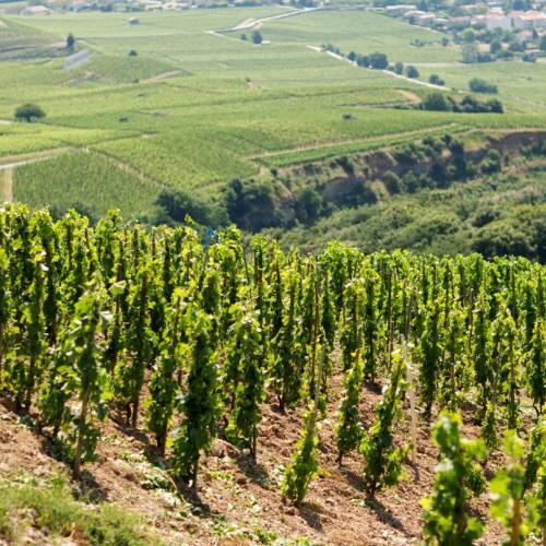 La Vallée du Rhône