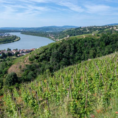 La Vallée du Rhône