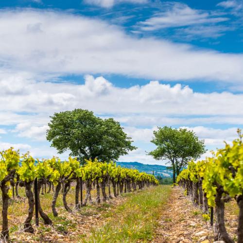La Vallée du Rhône