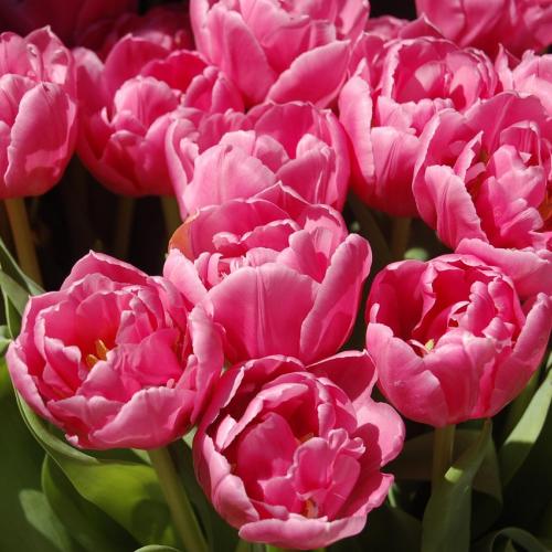 Gérone Roses