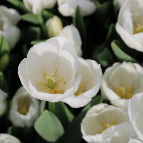 Gérone Roses
